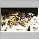 Tenthredo sp - Blattwespe 05b 12mm.jpg